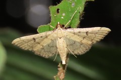 Herpetogramma theseusalis