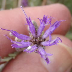 Oocephala staehelinoides