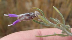 Oocephala staehelinoides