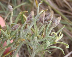 Oocephala staehelinoides