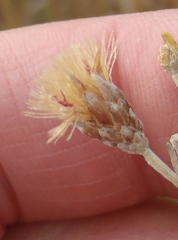 Oocephala staehelinoides