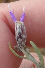 Oocephala staehelinoides