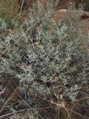 Oocephala staehelinoides