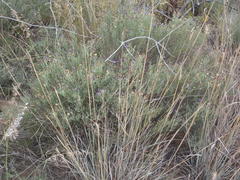 Oocephala staehelinoides