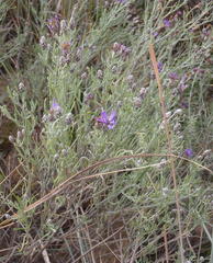 Oocephala staehelinoides