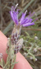 Oocephala staehelinoides