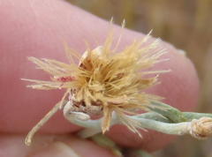 Oocephala staehelinoides