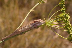 Bradypodion gutturale