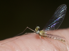 Leucrocuta aphrodite