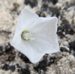 Stylisma patens angustifolia