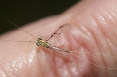 Leucrocuta aphrodite