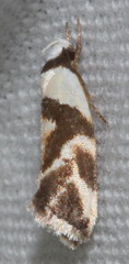 Eremnotypa steriphota