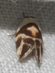 Eremnotypa steriphota