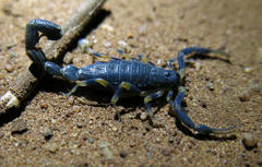Uroplectes flavoviridis