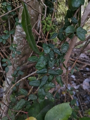 Boquila trifoliolata