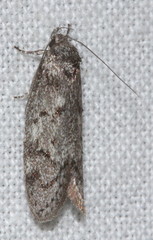 Ericrypsina chorodoxa