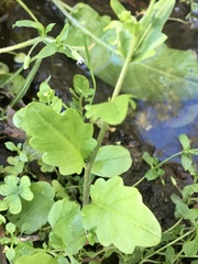 Cardamine chenopodiifolia