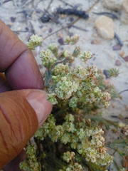 Psammotropha