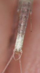 Leucrocuta aphrodite