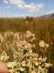 Psammotropha