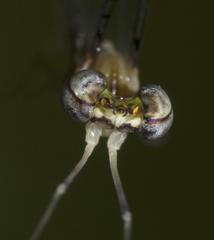 Leucrocuta aphrodite