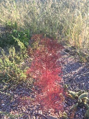 Cycloloma atriplicifolium