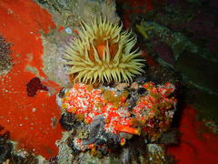 Pseudactinia flagellifera