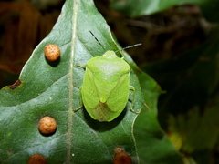 Chinavia pensylvanica