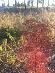 Cycloloma atriplicifolium