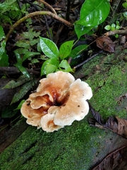 Trechisporales