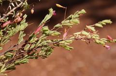 Indigofera filicaulis