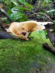 Trechisporales