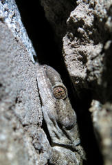 Homopholis walbergii