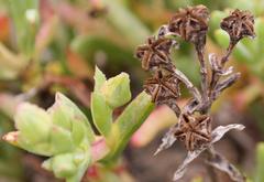 Ruschia langebaanensis