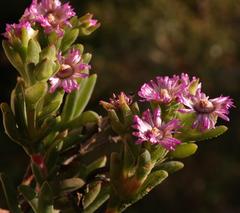 Ruschia langebaanensis
