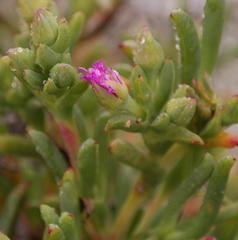 Ruschia langebaanensis
