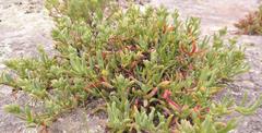 Ruschia langebaanensis