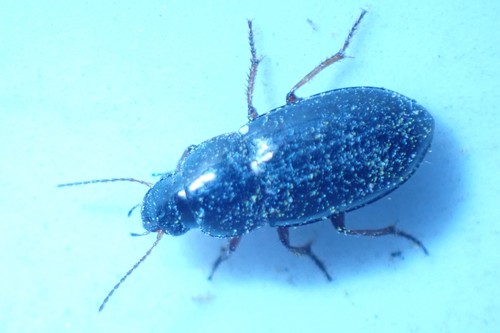 Golden Harp Ground Beetle