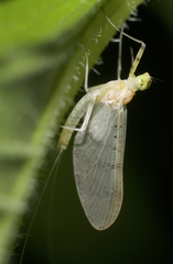 Stenacron interpunctatum heterotarsale