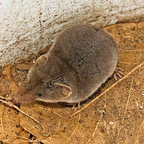 Crawford's Gray Shrew