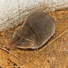 Crawford's Gray Shrew photo 5