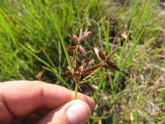 Cyperus nitidus