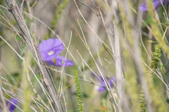 Ipomoea ternifolia