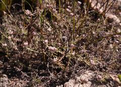 Metalasia serrulata