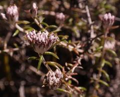 Metalasia serrulata