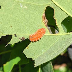 Disonycha discoidea