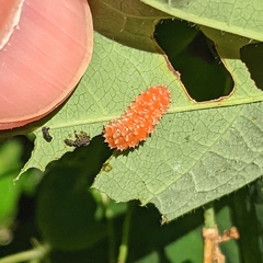 Disonycha discoidea