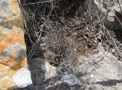 Argyrochosma microphylla