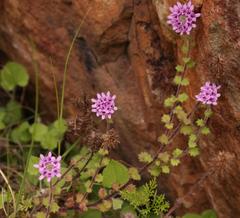 Pseudoselago violacea