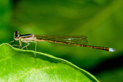 Argentagrion ambiguum